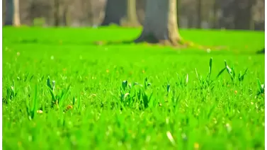 Top fertilizers for a healthy, green lawn: A grass care guide