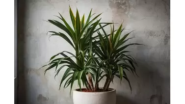 Dracaena care: How to maintain a healthy Dragon Tree