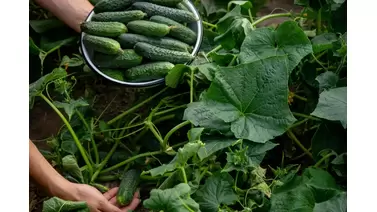 How to grow cucumbers: Tips for a bountiful harvest in your garden