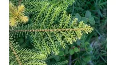 Norfolk Island Pine care: Tips for growing araucaria indoors - Growcycle