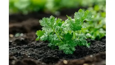 Growing cilantro: Simple techniques for fresh, flavorful herbs all season