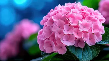 Boost Hydrangea blooms with the best fertilizers: A comprehensive guide