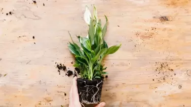 soil and plant growth