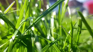 The Best Fertilizers to Keep Your St. Augustine Grass Lush and Green