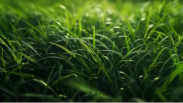 Choosing the Best Fertilizers for a Green, Healthy Lawn Grass