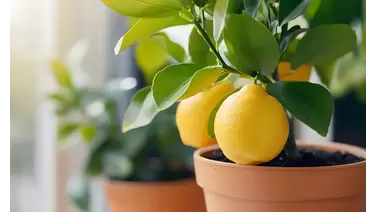 Nourishing Your Lemon Tree: The Best Fertilizers for Juicy Citrus