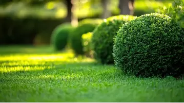 Keep Your Shrubs Thriving: The Best Fertilizers for Healthy Growth