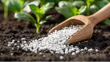 Harnessing the Power of Ammonium Sulphate Fertilizer for Thriving Plants