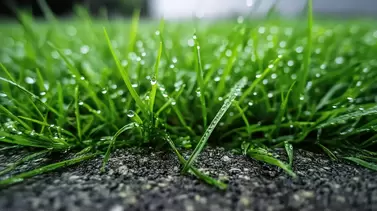 Achieving a Green Lawn with Liquid Fertilizers: Best Products and Tips