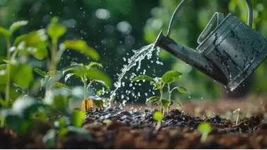 The Benefits of Organic Liquid Fertilizers for a Sustainable Garden