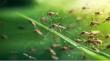 Top Flying Insect Repellents to Keep Your Outdoor Spaces Pest-Free