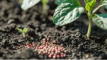 Understanding Soil Nutrients: Key Elements for Optimal Plant Growth