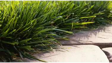 Tall Fescue Grass Seed: A Resilient Choice for Diverse Landscapes