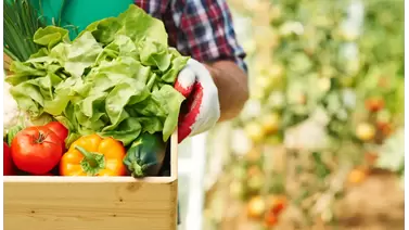 Top Organic Fertilizers for Thriving Vegetable Gardens