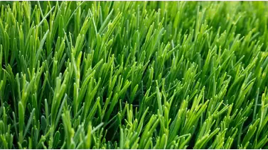 Creeping Bentgrass Seed: Perfecting Your Lawn and Golf Greens