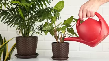 Automate Your Watering: Best Indoor Plant Watering Systems