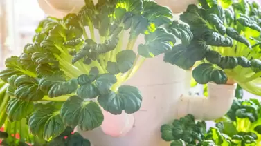 Efficiency in Indoor Growing