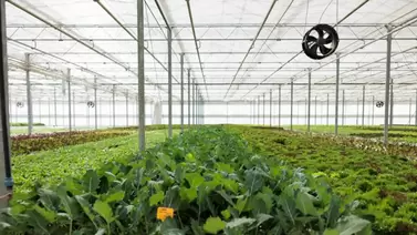 clean air solutions for growers