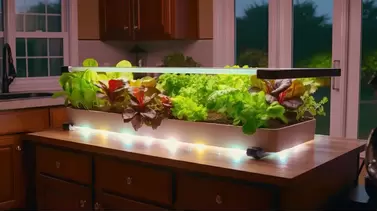 Beginner's Guide: How to Start a Hydroponic Garden at Home