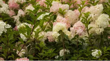 Hydrangea Trees: A Guide to Growing Gorgeous Blooms