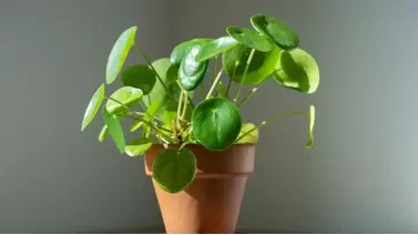 Chinese Money Plant Care: Easy Tips for a Thriving Pilea