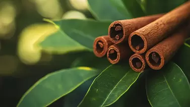 The Benefits of Canela: Growing and Using Cinnamon in Your Garden