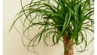 Ponytail Palm Care: A Low-Maintenance Indoor Delight