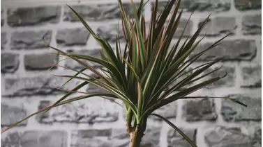 Yucca Plant Care: Grow This Bold, Low-Maintenance Plant