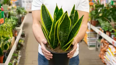 Sansevieria Care: The Ideal Plant for Beginners