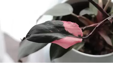 Caring for Pink Princess Philodendron: A Collector's Favorite