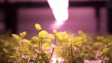 grow light for precision farming