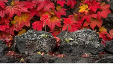 Using lava rocks for garden drainage and decoration