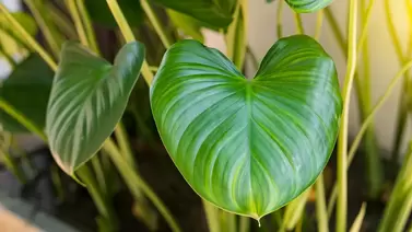 Heart leaf philodendron care: A beginner-friendly plant