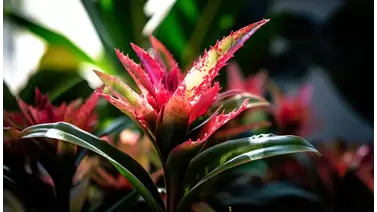 Bromeliad Care: A Complete Guide for Beginners