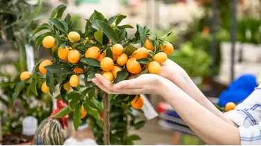 Growing a Kumquat Tree: A Guide to Citrus Care