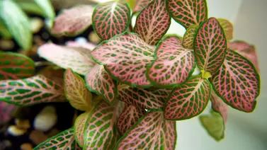 Fittonia care guide: Grow the nerve plant indoors