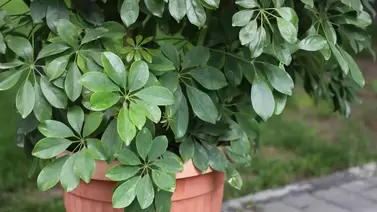 Dwarf umbrella tree Care: How to grow schefflera indoors