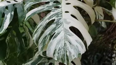 Monstera Thai Constellation Care Guide: A Rare Beauty