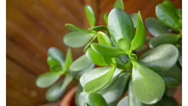 Peperomia Obtusifolia Care: A Guide to the Radiator Plant