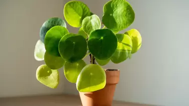 Pilea peperomioides care: Growing the chinese money plant