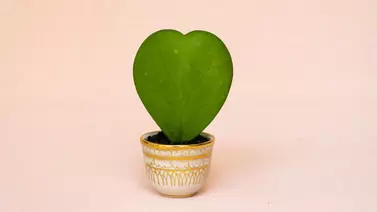 Hoya kerrii care: Growing the heart-shaped succulent