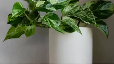 Marble queen pothos: Easy care for a stunning houseplant