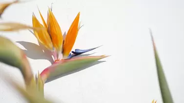 White Bird of Paradise Care: Tropical Elegance for Your Space