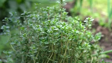 Thyme to grow: A simple guide to fresh herbs at home