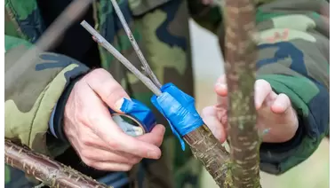 Maximizing plant growth: How grafting techniques transform gardens