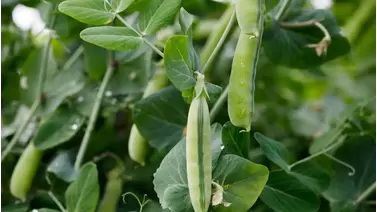 Fresh peas at home: A guide to growing sweet, tender pods