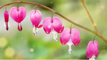 Bleeding Heart: Add Unique Beauty to Your Garden