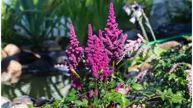 Astilbe: Brighten Your Shade Garden with These Gorgeous Blooms