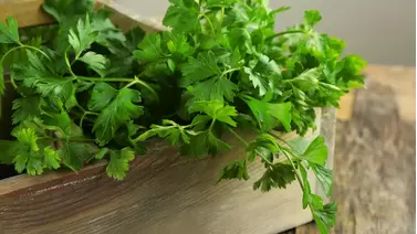 Growing cilantro at home: Tips for fresh, flavorful leaves