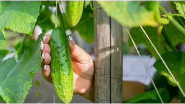 Cucumber growing made easy: Tips for crisp, fresh harvests